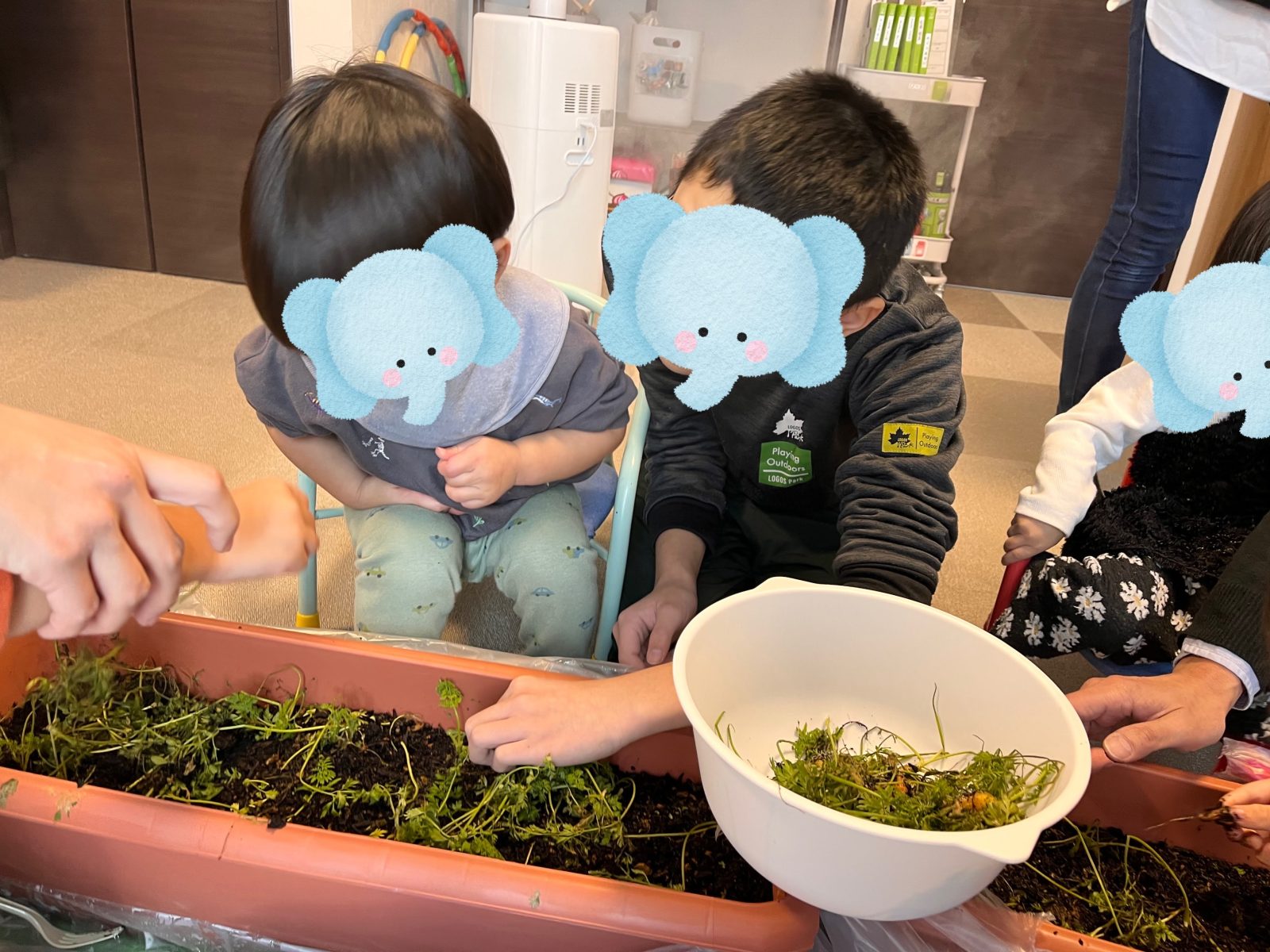 収穫したよ🥕